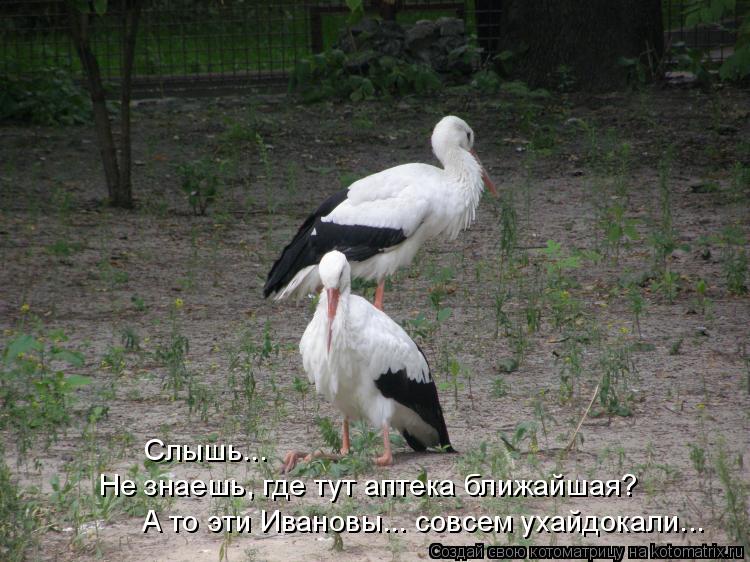 Котоматрица: Не знаешь, где тут аптека ближайшая? Слышь...  А то эти Ивановы... совсем ухайдокали...