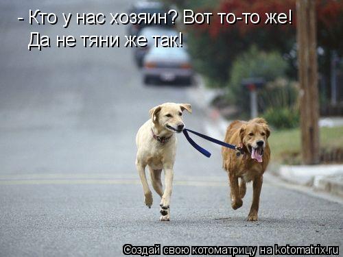- Кто у нас хозяин? Вот то-то же! Да не тяни же так!... Котоматрица: - Кто у нас хозяин? Вот то-то же! Да не тяни же так!