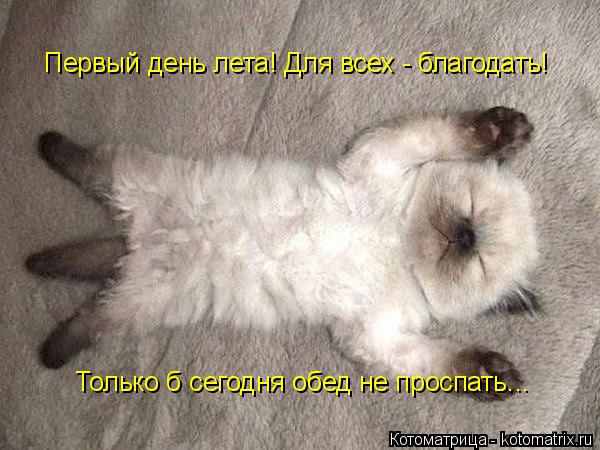 Котоматрица: Первый день лета! Для всех - благодать! Только б сегодня обед не проспать...