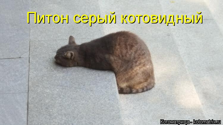 Питон серый котовидный... Котоматрица: Питон серый котовидный