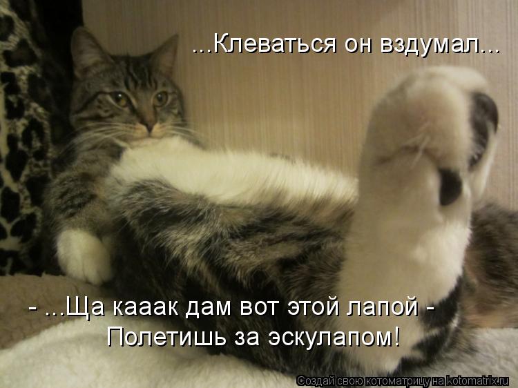 Котоматрица: - ...Ща кааак дам вот этой лапой - Полетишь за эскулапом! ...Клеваться он вздумал...