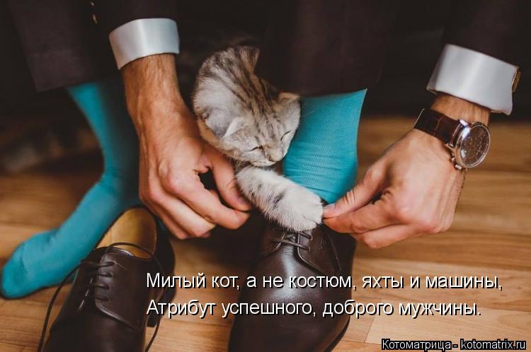 Котоматрица: Милый кот, а не костюм, яхты и машины, Атрибут успешного, доброго мужчины.