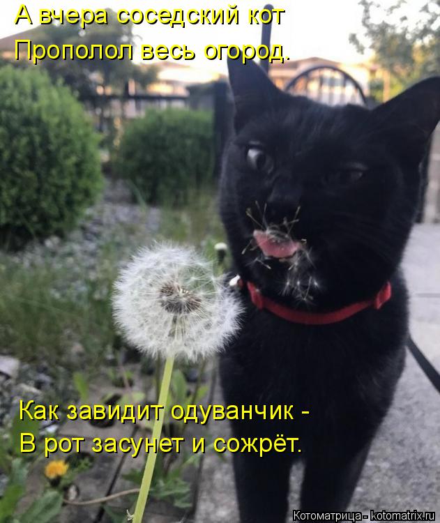 А вчера соседский кот Прополол весь огород. Как завидит одуванчик - В рот засунет и сожрёт.... Котоматрица: А вчера соседский кот Прополол весь огород. Как завидит одуванчик - В рот засунет и сожрёт.