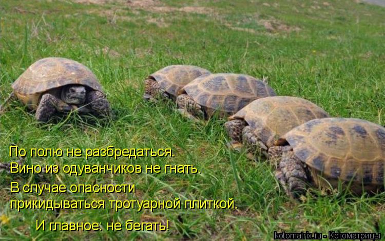 Котоматрица: Вино из одуванчиков не гнать. По полю не разбредаться. прикидываться тротуарной плиткой. В случае опасности  И главное: не бегать!