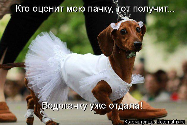 Котоматрица: Кто оценит мою пачку, тот получит... Водокачку уже отдала!