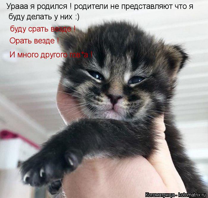 Котоматрица: Урааа я родился ! родители не представляют что я буду делать у них :) буду срать везде ! Орать везде ! И много другого гов*а !