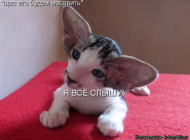 Котоматрица: *щас его будем масявить* Я ВСЁ СЛЫШУ!
