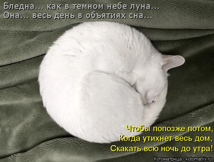 Котоматрица: Бледна... как в темном небе луна... Она... весь день в объятиях сна... Скакать всю ночь до утра! Когда утихнет весь дом, Чтобы попозже потом,