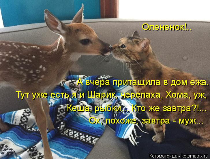 Котоматрица: Олененок!.. А вчера притащила в дом ежа. Тут уже есть я и Шарик, черепаха, Хома, уж, Кеша, рыбки... Кто же завтра?!... Ох, похоже, завтра - муж...
