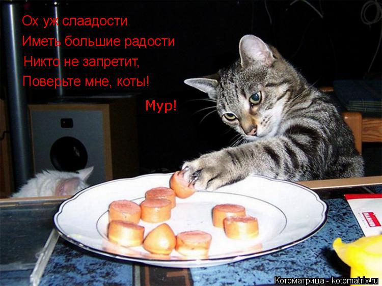 Котоматрица: Ох уж слаадости Иметь большие радости Никто не запретит, Поверьте мне, коты! Мур!