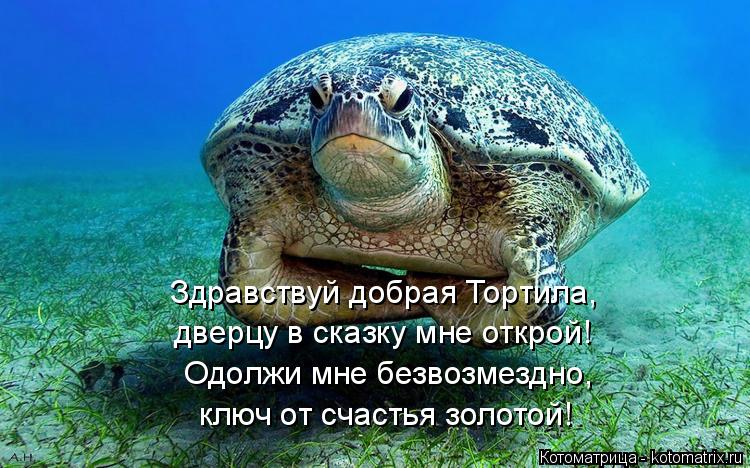 Котоматрица: Одолжи мне безвозмездно, ключ от счастья золотой! Здравствуй добрая Тортила, дверцу в сказку мне открой!
