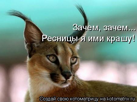 Котоматрица: Зачем, зачем... Ресницы я ими крашу!