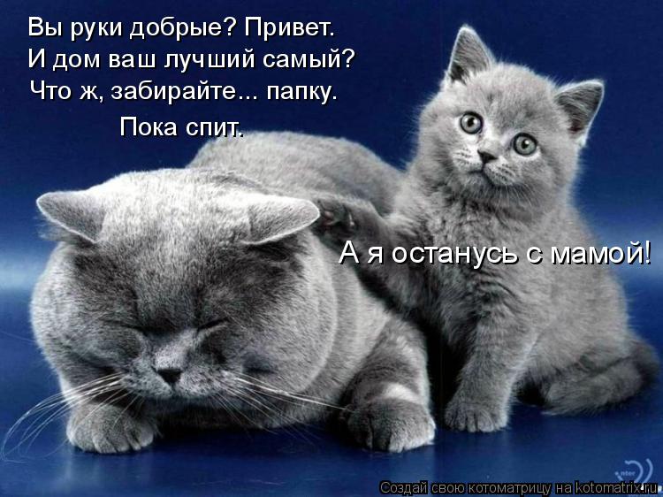 Котоматрица: Вы руки добрые? Привет. И дом ваш лучший самый? Что ж, забирайте... папку.  Пока спит. А я останусь с мамой!