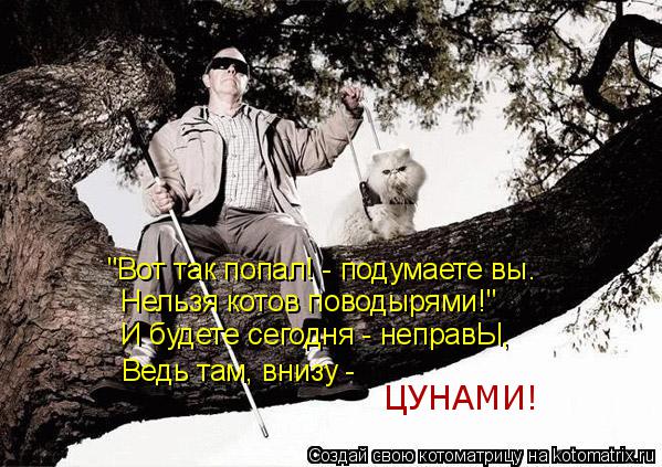 Котоматрица: Нельзя котов поводырями!" "Вот так попал! - подумаете вы. И будете сегодня - неправЫ, Ведь там, внизу - ЦУНАМИ!