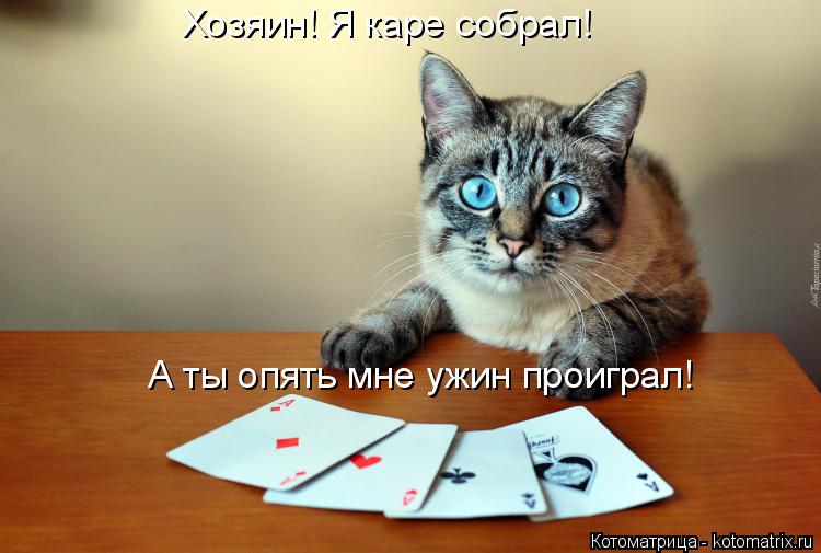 Котоматрица: Хозяин! Я каре собрал! А ты опять мне ужин проиграл!