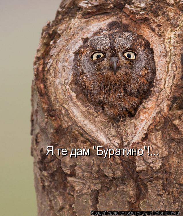 Котоматрица: Я те дам "Буратино"!...