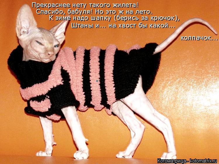 Котоматрица: Прекраснее нету такого жилета! Спасибо, бабуля! Но это ж на лето. К зиме надо шапку (берись за крючок), Штаны и... на хвост бы какой...  колпачок...
