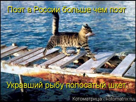 Котоматрица: Поэт в России больше чем поэт Укравший рыбу полосатый шкет.
