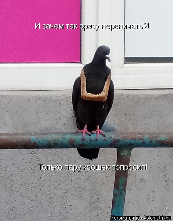 Котоматрица: И зачем так сразу нервничать?! Только пару крошек попросил!