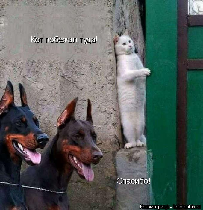 Котоматрица: Спасибо! Кот побежал туда!