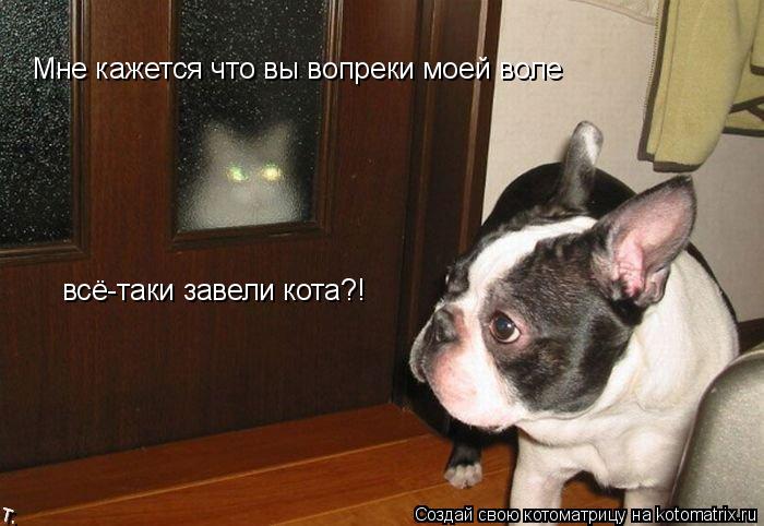 Котоматрица: Мне кажется что вы вопреки моей воле всё-таки завели кота?!