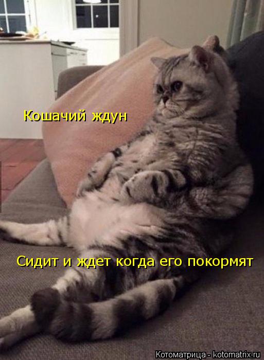 Котоматрица: Кошачий ждун Сидит и ждет когда его покормят