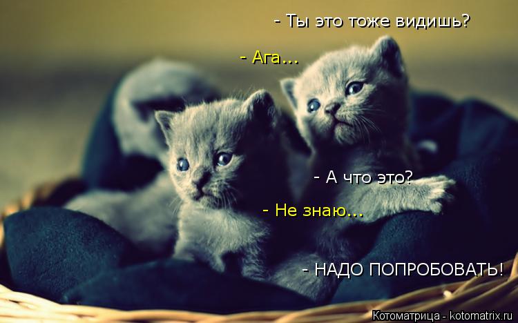 Котоматрица: - НАДО ПОПРОБОВАТЬ! - Ты это тоже видишь? - Ага... - А что это? - Не знаю...