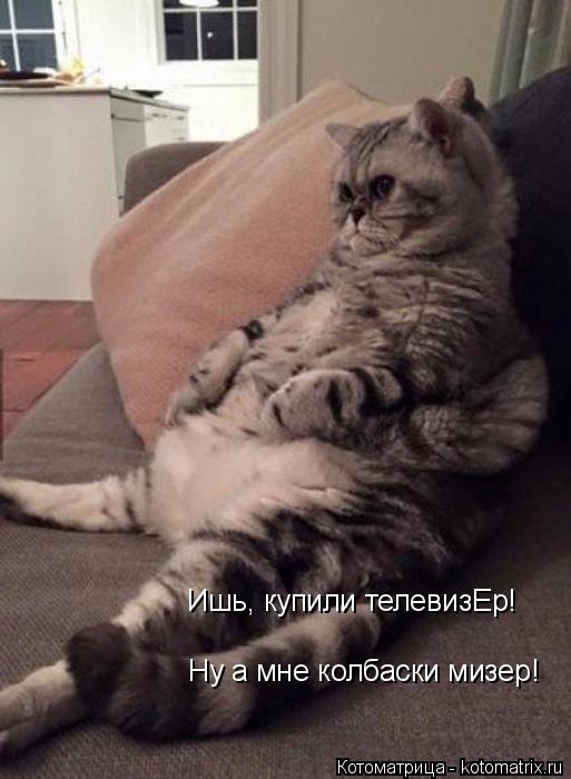 Котоматрица: Ишь, купили телевизЕр! Ну а мне колбаски мизер!