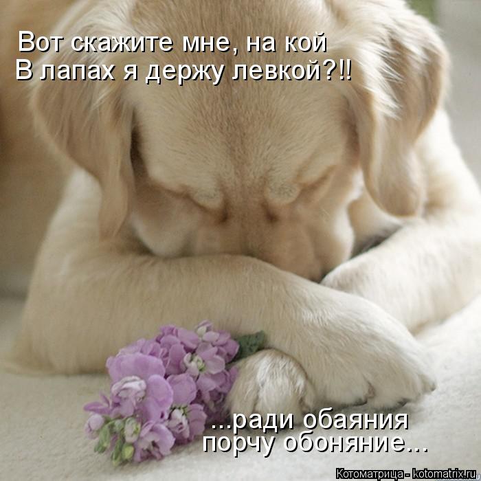Вот скажите мне, на кой В лапах я держу левкой?!! ...ради обаяния порчу обоняние...... Котоматрица: Вот скажите мне, на кой В лапах я держу левкой?!! ...ради обаяния порчу обоняние...