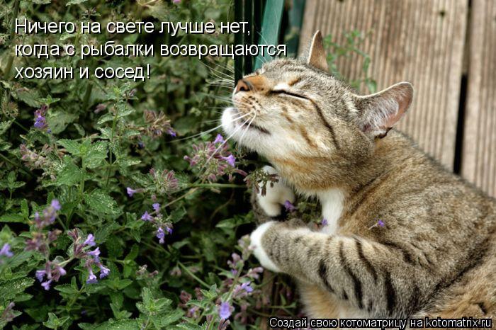 Котоматрица: Ничего на свете лучше нет, когда с рыбалки возвращаются хозяин и сосед!