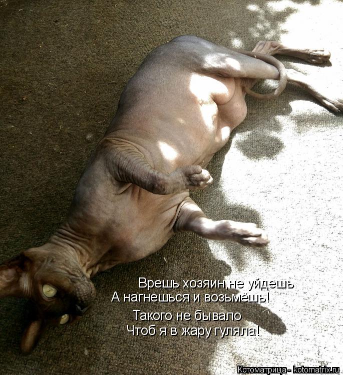 Котоматрица: Врешь хозяин,не уйдешь А нагнешься и возьмёшь! Такого не бывало Чтоб я в жару гуляла!