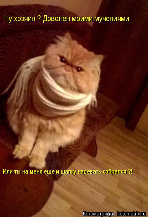 Котоматрица: Ну хозяин ? Доволен моими мучениями Или ты на меня еще и шапку надевать собрался ?! Или ты на меня еще и шапку надевать собрался ?!