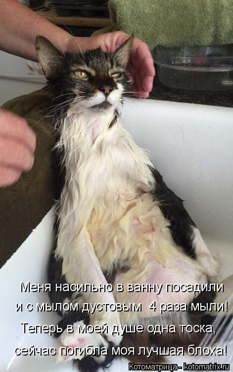 Котоматрица: и с мылом дустовым  4 раза мыли! Меня насильно в ванну посадили Теперь в моей душе одна тоска, сейчас погибла моя лучшая блоха!