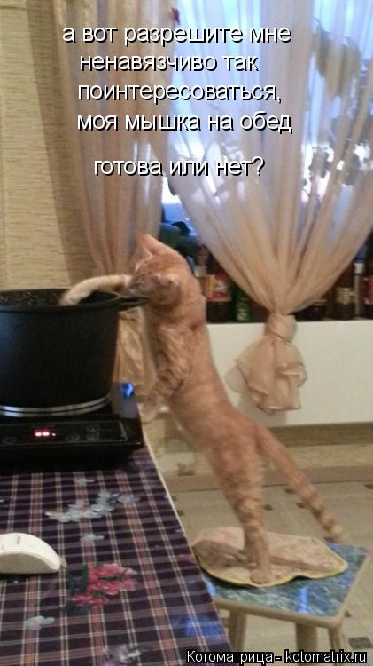 Котоматрица: а вот разрешите мне  ненавязчиво так  поинтересоваться, моя мышка на обед готова или нет?