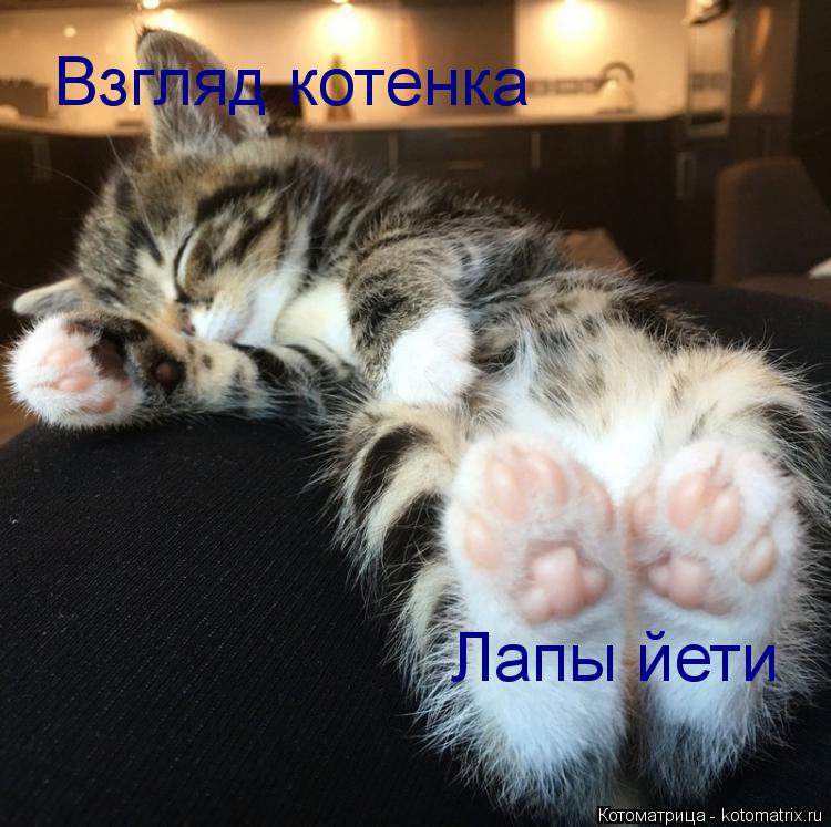 Котоматрица: Лапы йети  Взгляд котенка