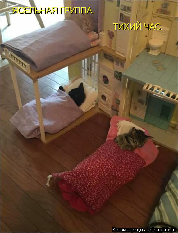 Котоматрица: ЯСЕЛЬНАЯ ГРУППА. ТИХИЙ ЧАС.