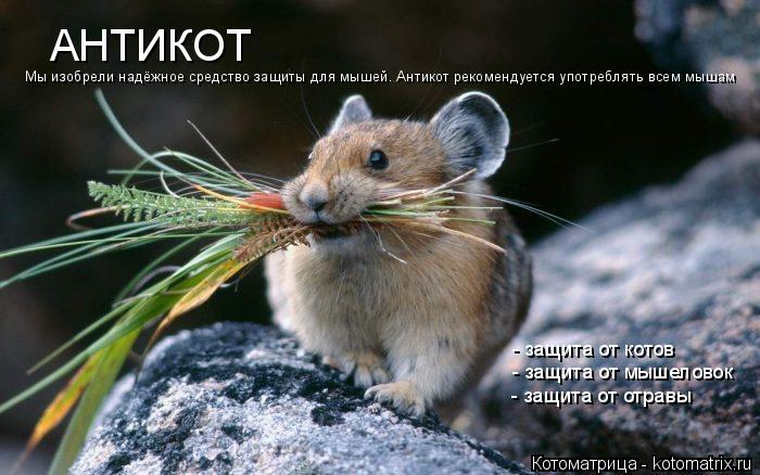 Котоматрица: АНТИКОТ Мы изобрели надёжное средство защиты для мышей. Антикот рекомендуется употреблять всем мышам - защита от котов - защита от мышелово