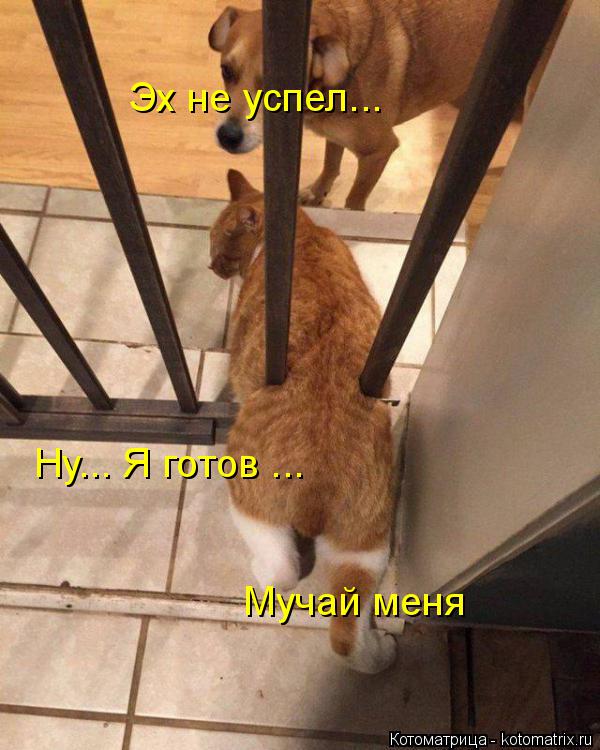 Котоматрица: Эх не успел... Ну... Я готов ... Мучай меня