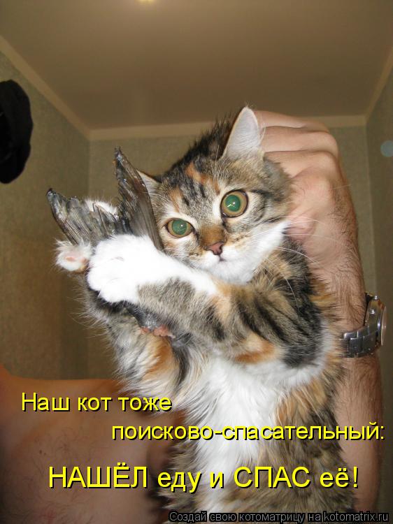 поисково-спасательный: Наш кот тоже НАШЁЛ еду и СПАС её!... Котоматрица: поисково-спасательный: Наш кот тоже НАШЁЛ еду и СПАС её!