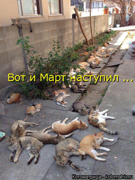Котоматрица: Вот и Март наступил ...
