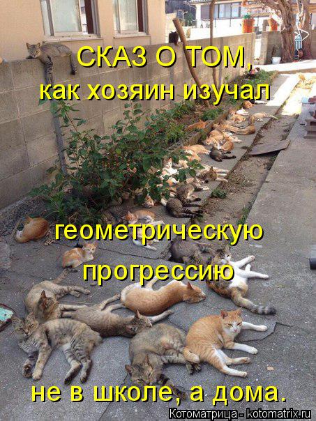 как хозяин изучал геометрическую прогрессию не в школе, а дома. СКАЗ О ТОМ,... Котоматрица: как хозяин изучал геометрическую прогрессию не в школе, а дома. СКАЗ О ТОМ,