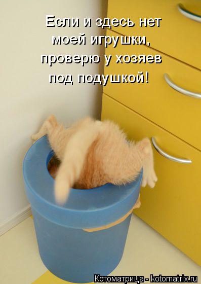 Котоматрица: Если и здесь нет  моей игрушки, проверю у хозяев под подушкой!