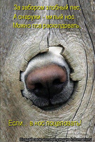За забором злобный пес, А снаружи - милый нос. Можно пса расколдовать, Если... в нос поцеловать!... Котоматрица: За забором злобный пес, А снаружи - милый нос. Можно пса расколдовать, Если... в нос поцеловать!