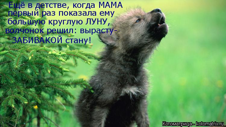 Котоматрица: Ещё в детстве, когда МАМА  первый раз показала ему  большую круглую ЛУНУ,  ЗАБИВАКОЙ стану! волчонок решил: вырасту-