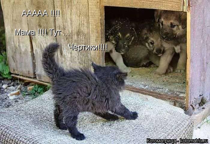 Котоматрица: ААААА !!!! Мама !!!! Тут ... Чертики!!!!