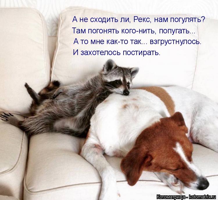 Котоматрица: А не сходить ли, Рекс, нам погулять? Там погонять кого-нить, попугать... А то мне как-то так... взгрустнулось. И захотелось постирать.