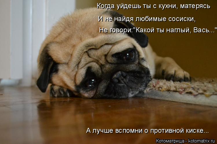 А лучше вспомни о противной киске... Когда уйдешь ты с кухни, матерясь И не найдя любимые сосиски, Н... Котоматрица: А лучше вспомни о противной киске... Когда уйдешь ты с кухни, матерясь И не найдя любимые сосиски, Не говори:"Какой ты наглый, Вась..."