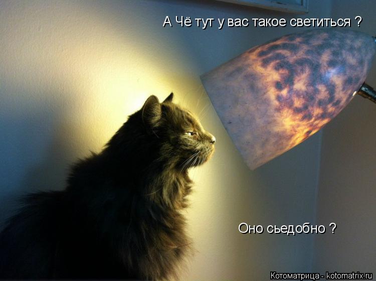 Котоматрица: А Чё тут у вас такое светиться ?  Оно сьедобно ?
