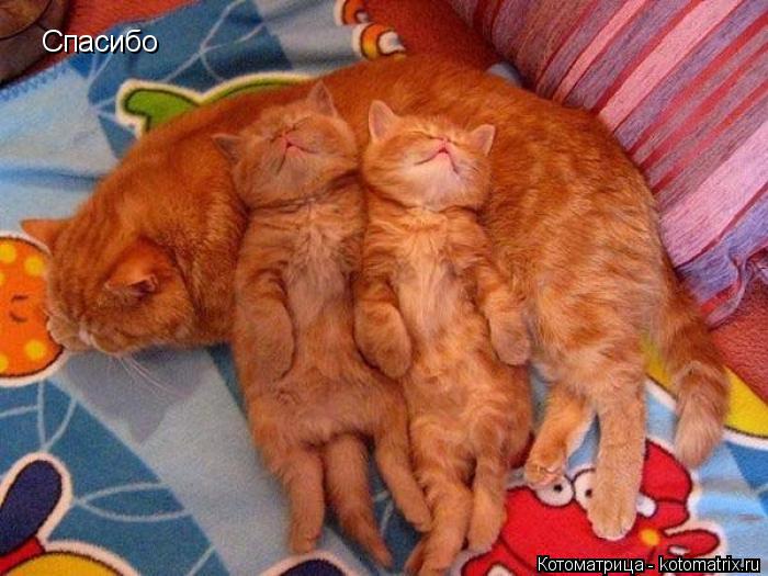 Котоматрица: Спасибо