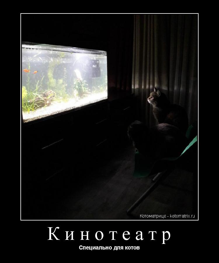 Котоматрица: Кинотеатр Специально для котов